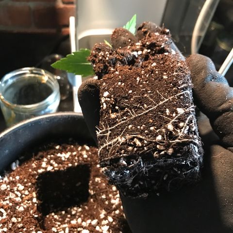 Titan F1 #1 growlog timeline photo