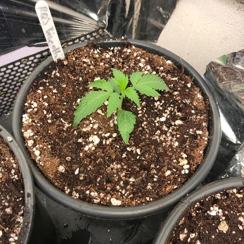 Royal Biscotti  #2 growlog timeline photo