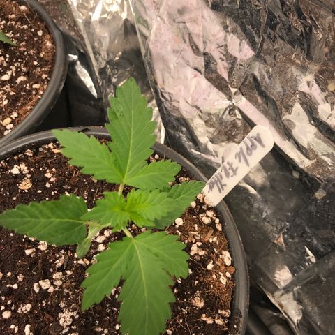 Royal Apple Fritter #2 growlog timeline photo