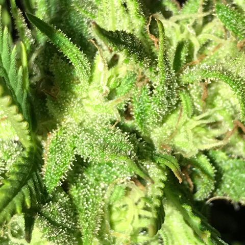 Monster Bud kush  growlog timeline photo
