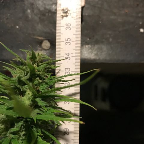 Monster Bud kush  growlog timeline photo