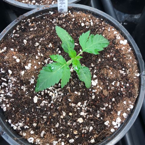 Royal Biscotti  #3 growlog timeline photo