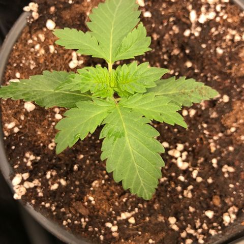 Royal Apple Fritter #3 growlog timeline photo