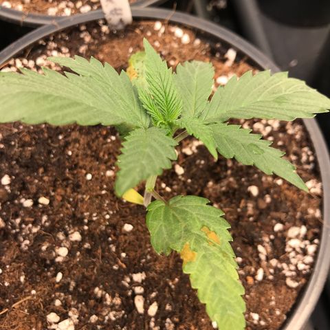 Royal Skywalker  #3 growlog timeline photo