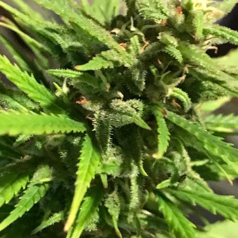 Monster Bud kush  growlog timeline photo