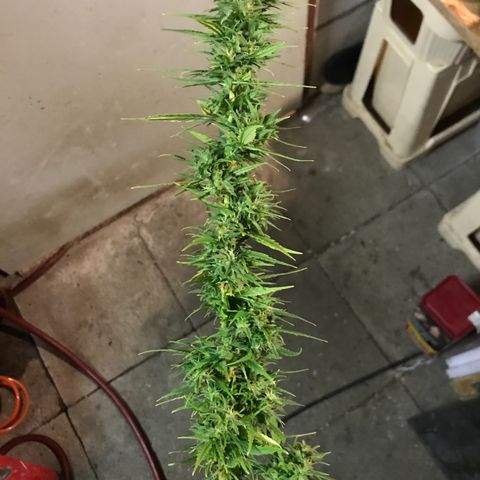 Monster Bud kush  growlog timeline photo