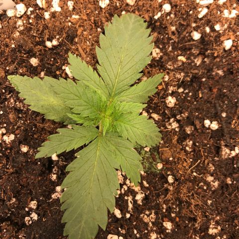 Royal Skywalker  #1 growlog timeline photo