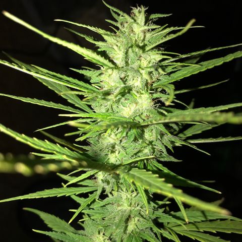 Monster Bud kush  growlog timeline photo