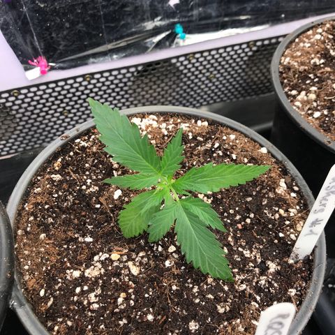 Royal Gushers #1 growlog timeline photo