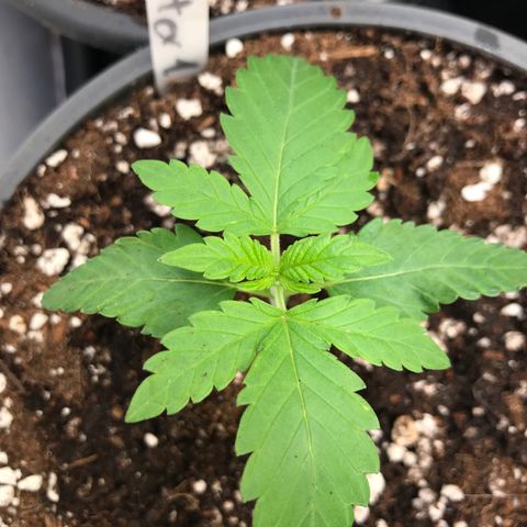 Royal Apple Fritter #1 growlog timeline photo