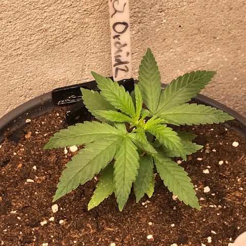 Black Orchid  #2 growlog timeline photo