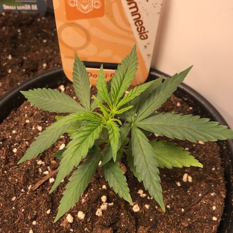 Do- Si- Dos #1 growlog timeline photo