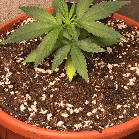 Black Orchid  #1 growlog timeline photo