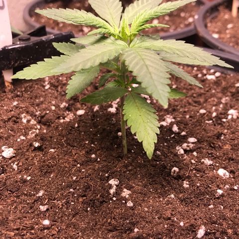 Sweet Lemon Ak #3 growlog timeline photo