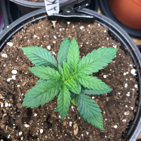 Sweet Lemon Ak #2 growlog timeline photo