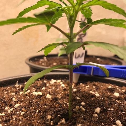 Do- Si- Dos #3 growlog timeline photo