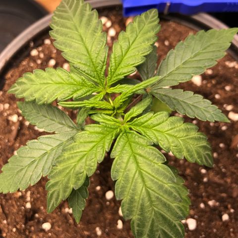 Do- Si- Dos #3 growlog timeline photo