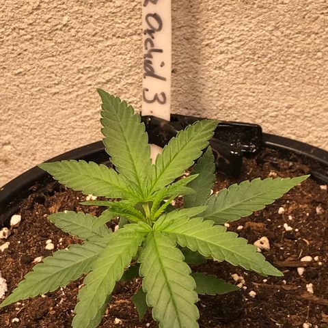 Black Orchid  #3 growlog timeline photo