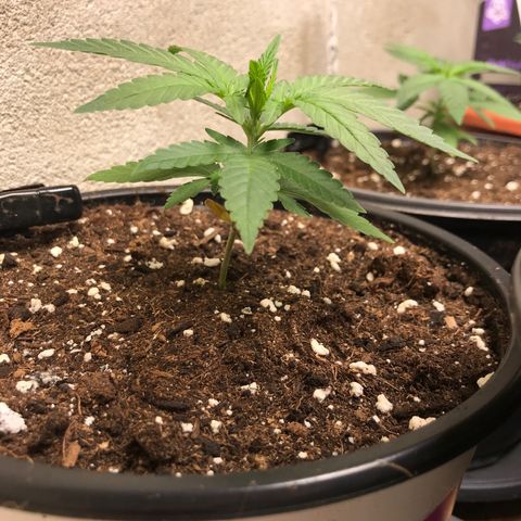 Black Orchid  #3 growlog timeline photo