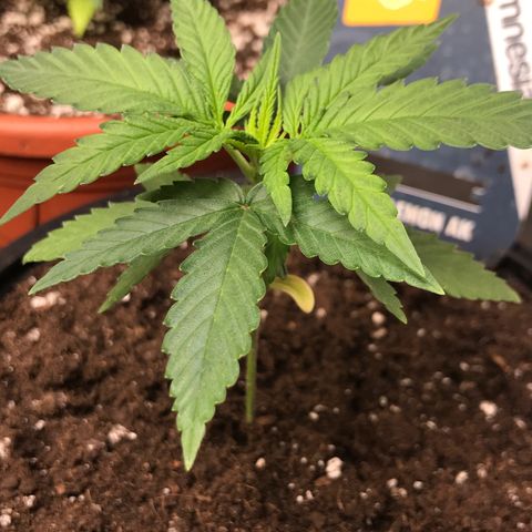 Sweet Lemon Ak #1 growlog timeline photo