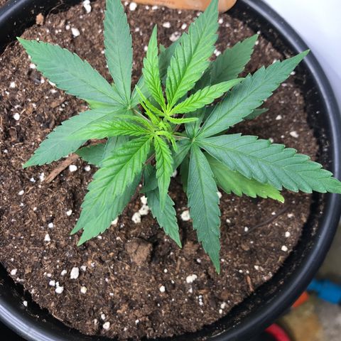 Do- Si- Dos #1 growlog timeline photo