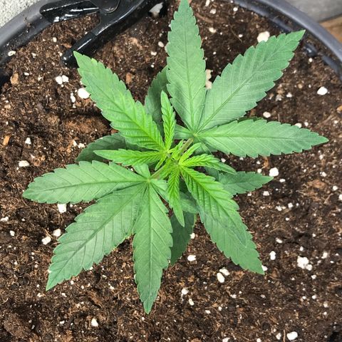 Black Orchid  #2 growlog timeline photo