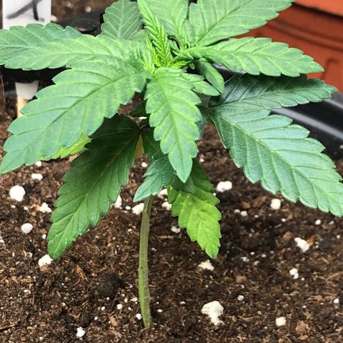 Sweet Lemon Ak #2 growlog timeline photo