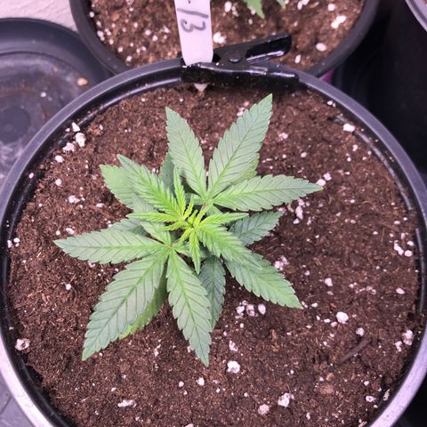 Sweet Lemon Ak #3 growlog timeline photo