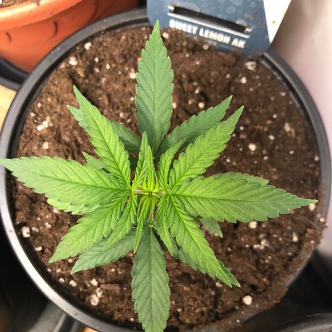 Sweet Lemon Ak #1 growlog timeline photo