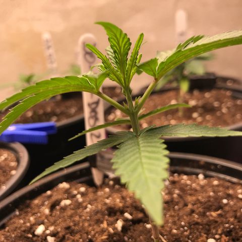 Do- Si- Dos #2 growlog timeline photo