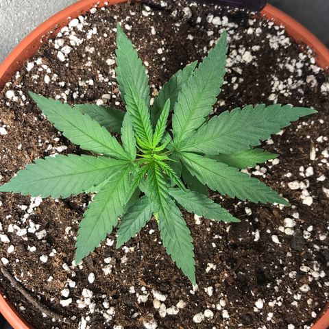 Black Orchid  #1 growlog timeline photo