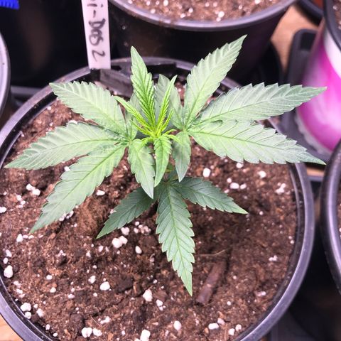 Do- Si- Dos #2 growlog timeline photo
