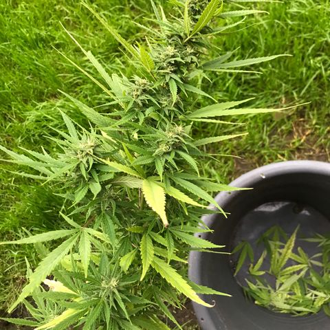 Monster Bud kush  growlog timeline photo