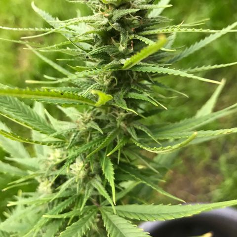 Monster Bud kush  growlog timeline photo