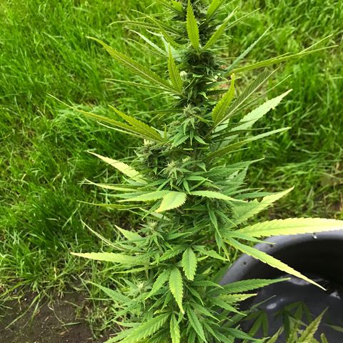 Monster Bud kush  growlog timeline photo
