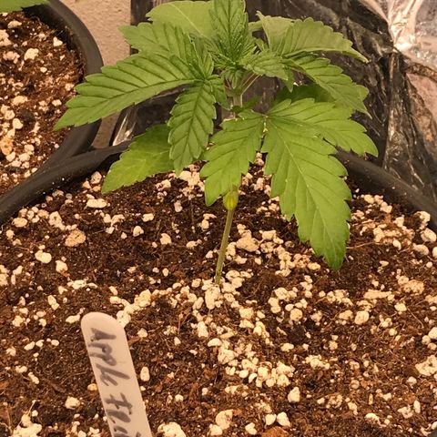 Royal Apple Fritter #2 growlog timeline photo