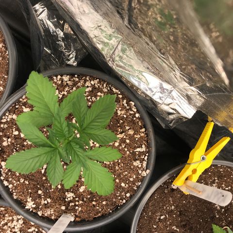 Royal Apple Fritter #2 growlog timeline photo