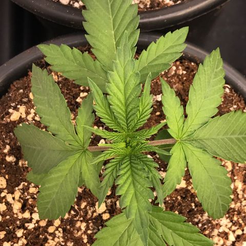 Royal Biscotti  #2 growlog timeline photo