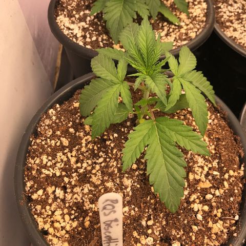 Royal Biscotti  #2 growlog timeline photo