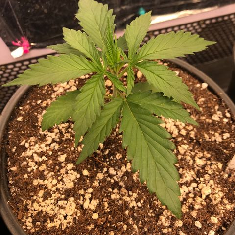 Royal Gushers #1 growlog timeline photo