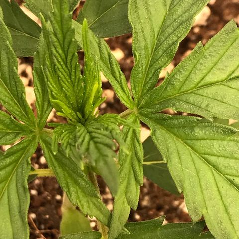 Royal Gushers #1 growlog timeline photo