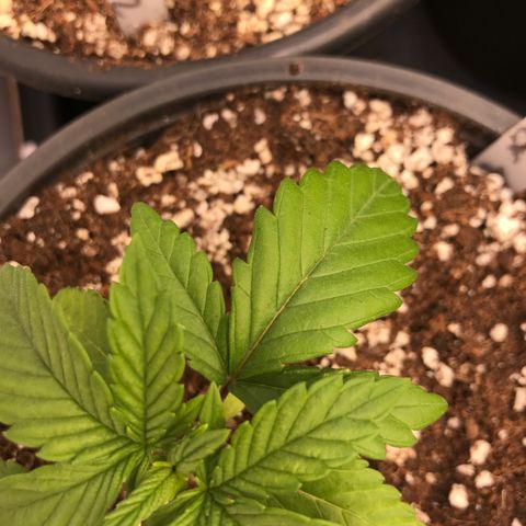 Royal Apple Fritter #1 growlog timeline photo