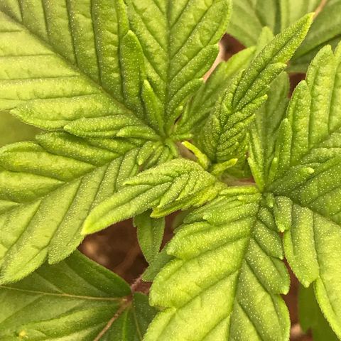 Royal Apple Fritter #1 growlog timeline photo