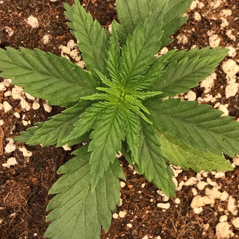 Royal Skywalker  #1 growlog timeline photo
