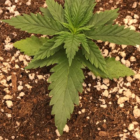 Royal Skywalker  #1 growlog timeline photo