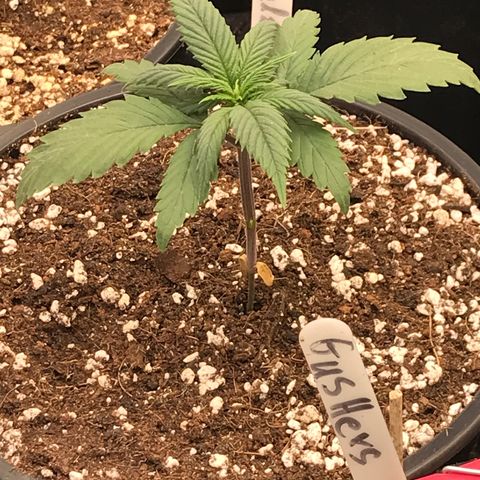 Royal Skywalker  #3 growlog timeline photo