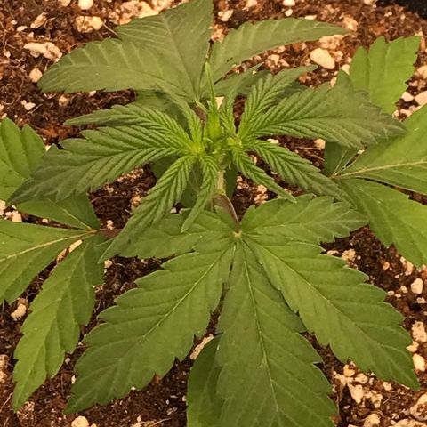 Royal Biscotti  #3 growlog timeline photo