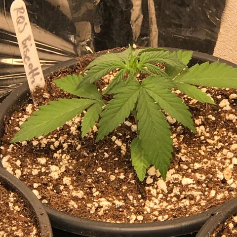 Royal Biscotti  #3 growlog timeline photo