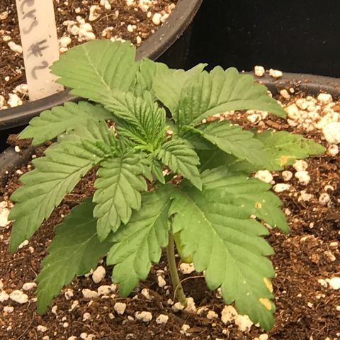 Royal Apple Fritter #3 growlog timeline photo