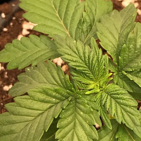 Royal Apple Fritter #3 growlog timeline photo